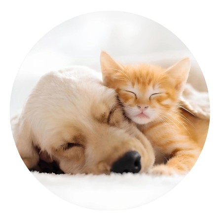 Suport pentru Telefon - Popsockets PopGrip - Basic CatandDog